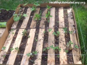 Pallet Garden